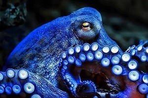 Vì sao máu bạch tuộc có màu xanh?