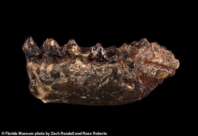 Hoá thạch của loài sinh vật mới được tìm thấy ở Bắc Mỹ.