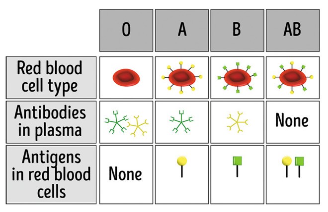 Nhóm máu O không có kháng nguyên A và B trên bề mặt hồng cầu nên không bị hệ miễn dịch của người nhận tấn công. Ảnh: Brightside.
