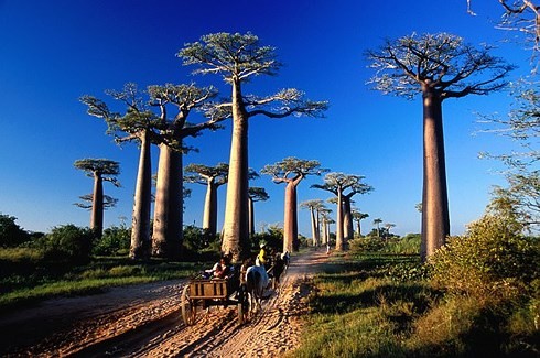Cây bao báp được xem như biểu tượng ngàn năm của châu Phi