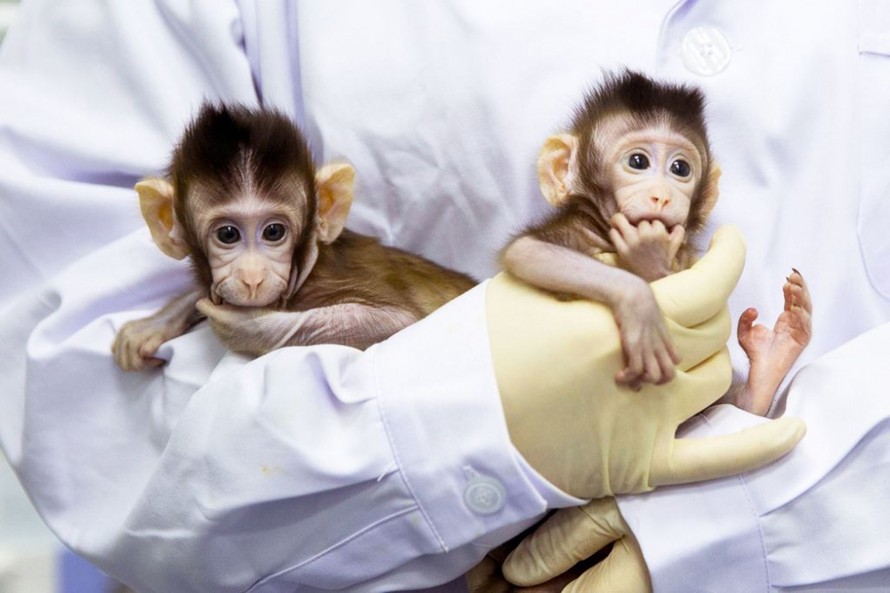 Trung Quốc nhân bản thành công khỉ được chỉnh sửa gen cho nghiên cứu bệnh rối loạn giấc ngủ.