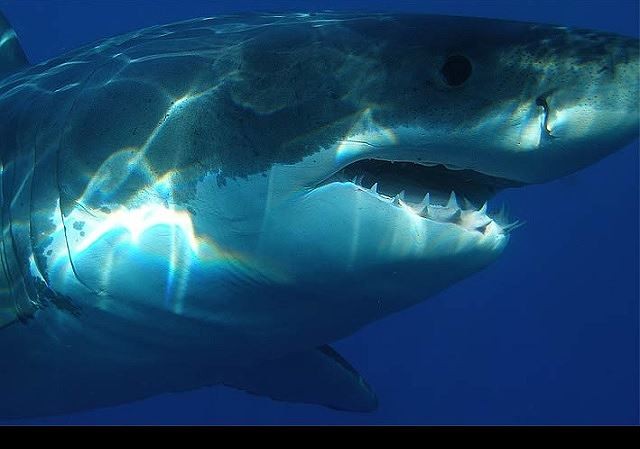 Bí ẩn loài cá mập khổng lồ thời tiền sử