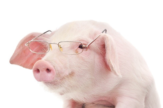 9 điều đáng ngạc nhiên cho thấy chúng ta hiểu sai về loài lợn như thể nào