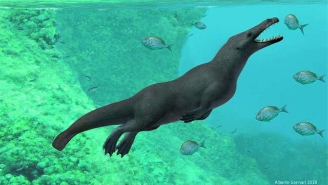 Hình ảnh mô phỏng lại loài cá voi cổ đại có đặc điểm khá đặc biệt mới phát hiện hoá thạch ở Peru.