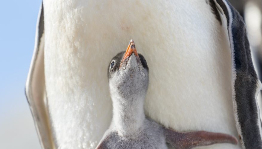 Khu vực sinh sống lớn thứ hai của chim cánh cụt tại Nam Cực đã hoàn toàn biến