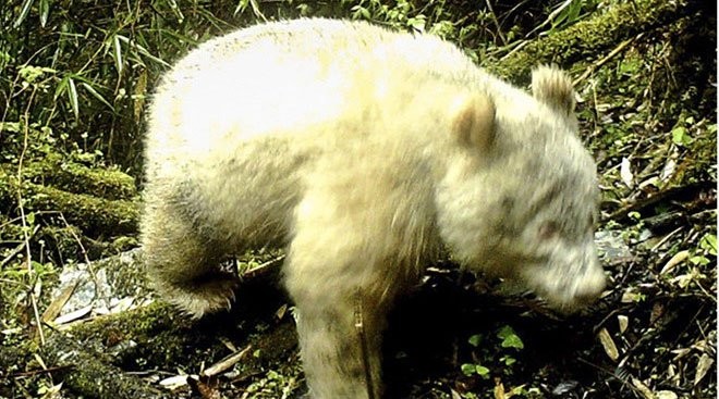 Con gấu trúc bạch tạng, với cả bộ lông lẫn móng vuốt đều có màu trắng, được phát hiện ở tỉnh Tứ Xuyên, Trung Quốc. (Ảnh: Weibo).