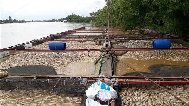 Lũ thượng nguồn đổ về lớn làm nước sông Đồng Nai chuyển màu đục ngầu khiến hàng ngàn tấn cá bè nuôi tại huyện Định Quán bị chết trắng. Ảnh: Sỹ Tuyên/TTXVN