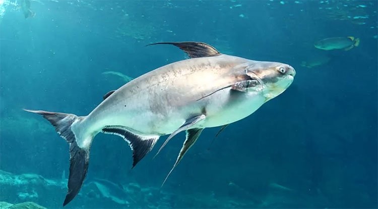 Quần thế các loài cá lớn trên quy mô toàn cầu đang có xu hướng “biến mất” dần dần.