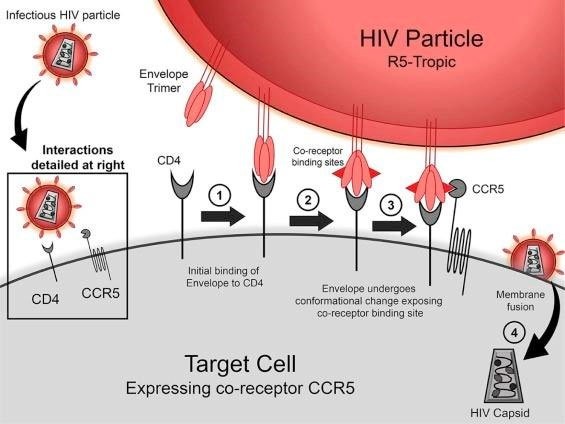 Một đột biến gene khá hiếm giúp cơ thể người chống lại sự lây nhiễm virus HIV. (Nguồn: sciencedirect.com).