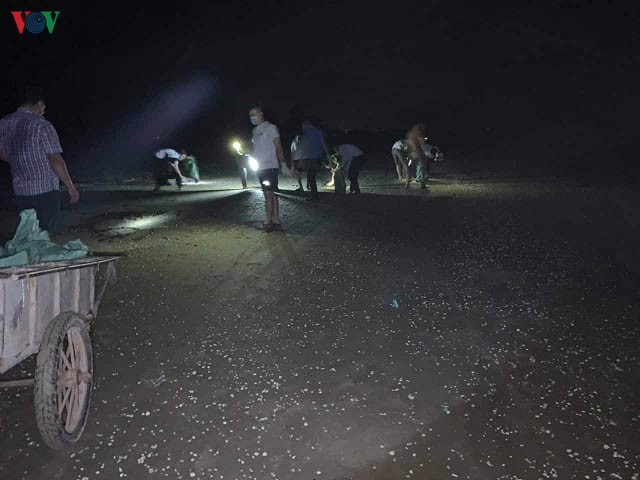 Rạng sáng 28/9, người dân nhặt được một cái đuôi giã cào đã rách toác của tàu dã cào tại khu vực biển phát hiện có xác cá chết.