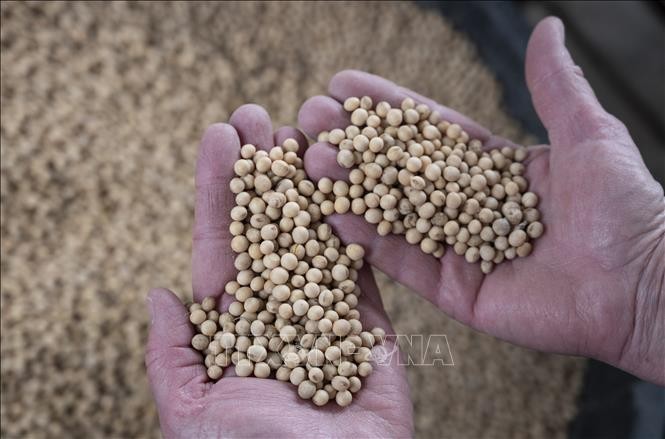 Nông dân thu hoạch đậu tương tại Scribber, Nebraska, Mỹ. Ảnh: AFP/TTXVN