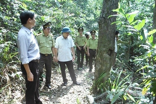 Chính quyền địa phương và lực lượng chức năng kiểm tra công tác bảo vệ rừng lại rừng phòng hộ lưu vực sông Bến Hải