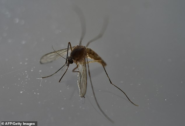 Muỗi Aedes Aegypti. Ảnh: AFP
