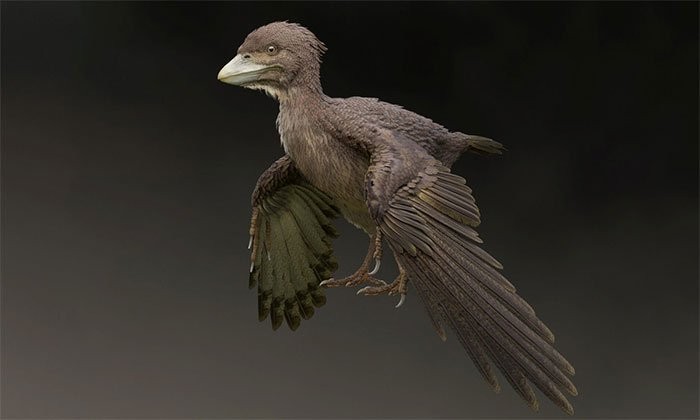 Hình ảnh phục dựng loài Fukuipteryx prima. (Ảnh: SWNS).