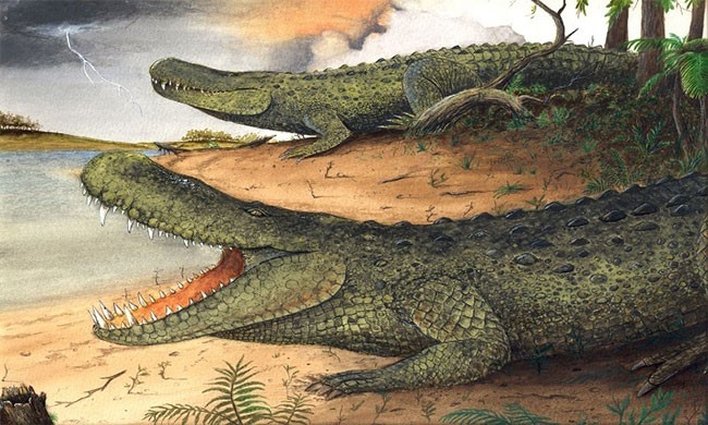 Cá sấu caiman tiền sử nặng ngang voi châu Á ngày nay. (Ảnh: AFLY)