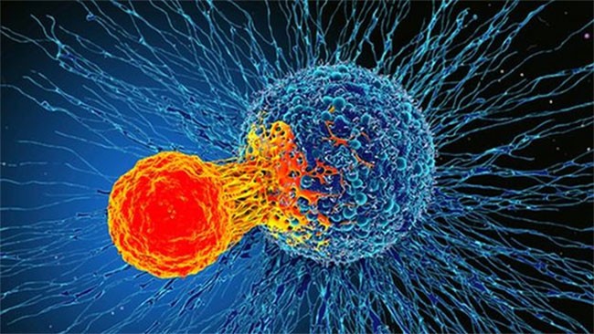 Tế bào T tấn công tế bào ung thư - (Ảnh: SCIENCE PHOTO LIBRARY).