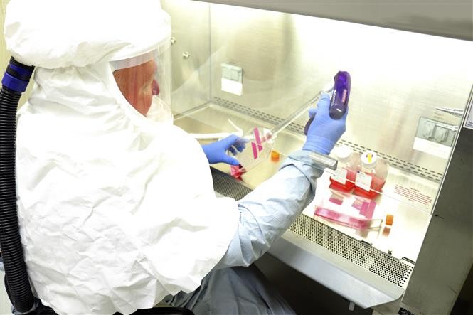 Nhân viên thuộc Viện Nghiên cứu y học truyền nhiễm của quân đội Mỹ kiểm tra những mẫu bệnh phẩm của bệnh nhân nhiễm COVID-19. Ảnh: AFP/TTXVN