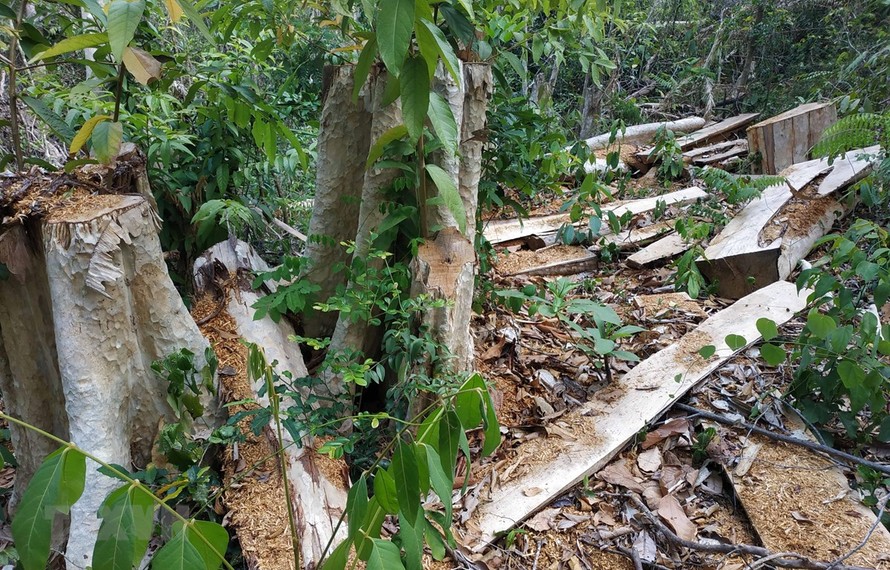 Thời gian gần đây, tình trạng khai thác rừng trái pháp luật diễn ra phức tạp ở khu vực giáp ranh giữa Khu bảo tồn thiên nhiên Ea Sô, huyện Ea Kar, tỉnh Đắk Lắk với huyện Krông Pa, tỉnh Gia Lai.