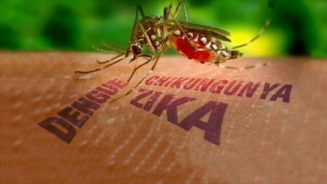 Bệnh do virus Zika là bệnh truyền nhiễm cấp tính chủ yếu do muỗi Aedes. 