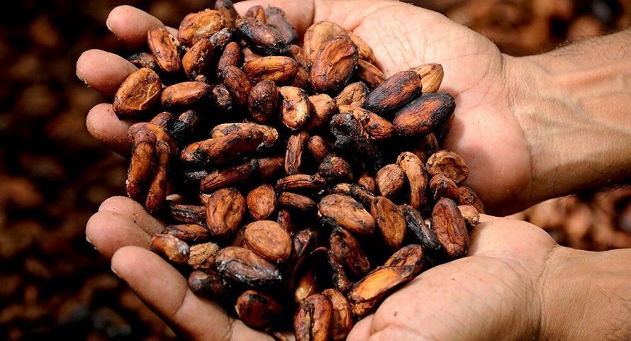 Cacao có lợi cho hoạt động trí óc