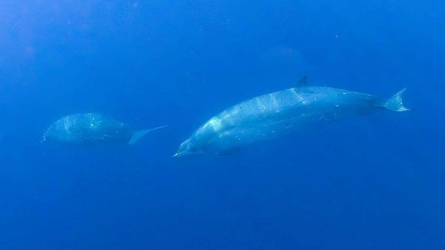 Lần đầu tiên phát hiện ra một loài cá voi hoàn toàn mới