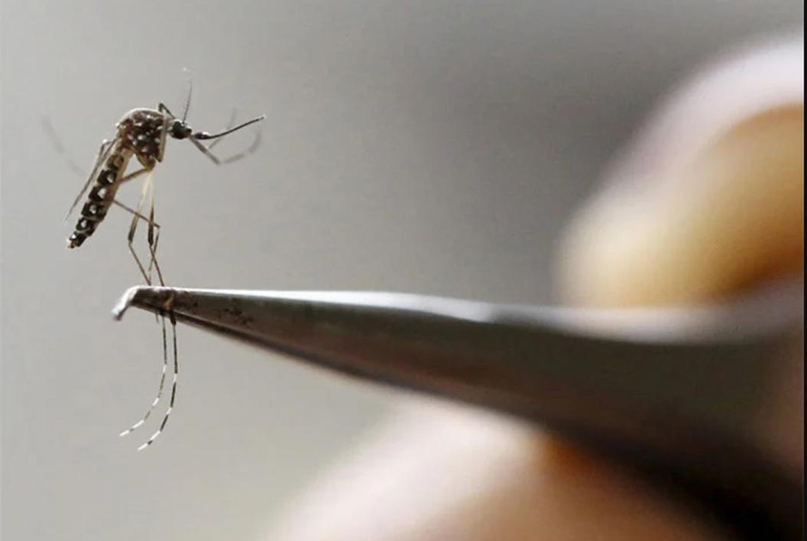 Trí tuệ nhân tạo có thể xác định nhanh chóng và chính xác các loại muỗi mà cả chuyên gia vẫn chưa phân biệt được - (Ảnh: REUTERS).