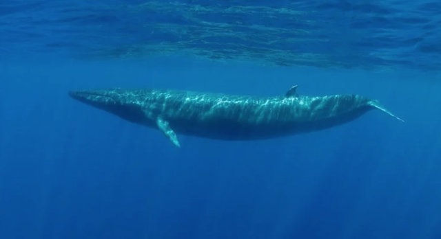 Một quần thể cá voi xanh chưa từng được biết xuất hiện ở Ấn Độ Dương