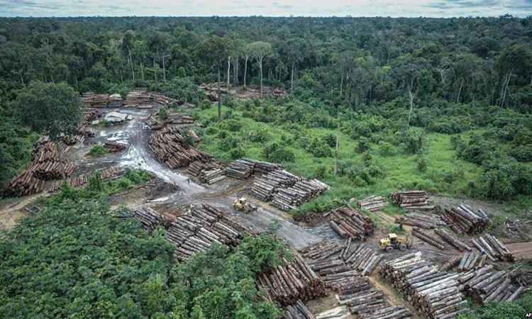 Brazil kêu gọi đầu tư từ quốc tế để ngăn nạn phá rừng Amazon 