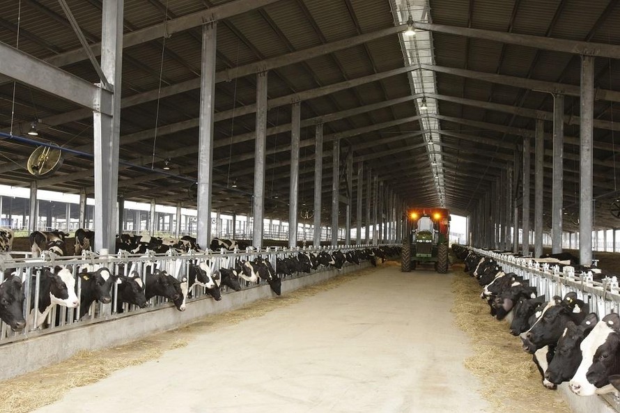Trang trại bò sữa TH tại Nghĩa Đàn, Nghệ An.