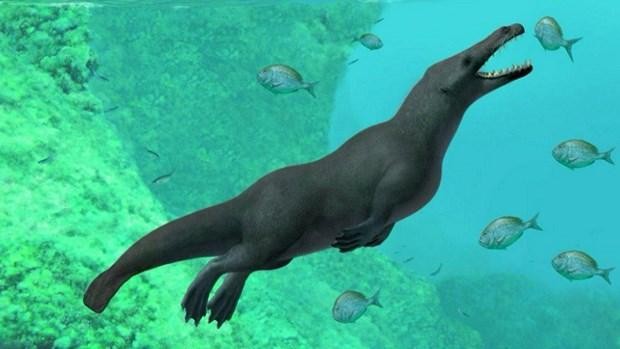 Ai Cập: Phát hiện hóa thạch cá voi có niên đại 43 triệu năm