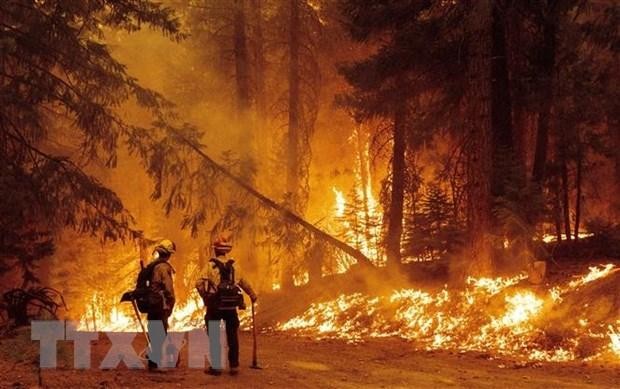 Hàng nghìn ha rừng bị thiêu rụi chỉ trong một ngày tại bang California