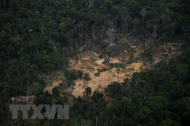 Thế giới có thể bỏ lỡ mục tiêu khí hậu về rừng trong tương lai