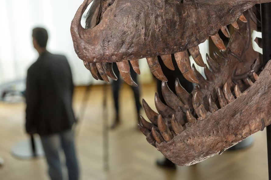Hóa thạch khủng long T-Rex được bán với giá hơn 6 triệu USD