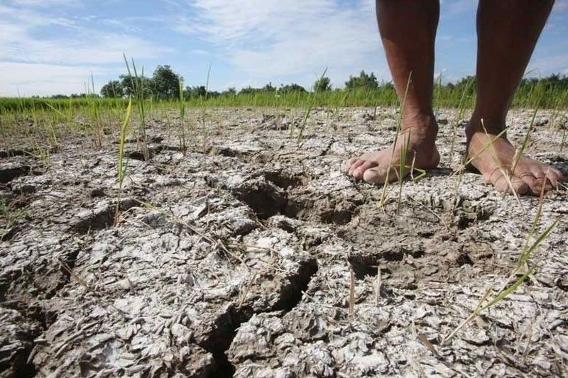 El Nino đe dọa an ninh lương thực toàn cầu
