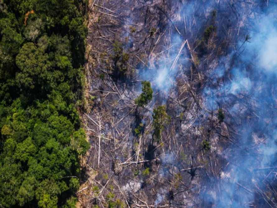 NASA cung cấp ảnh vệ tinh giúp ngăn chặn nạn phá rừng Amazon