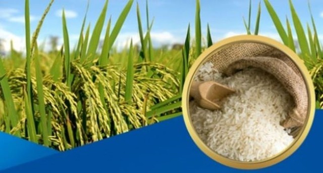 Thủ tướng Chính phủ chỉ thị đảm bảo an ninh lương thực, thúc đẩy sản xuất, xuất khẩu gạo bền vững