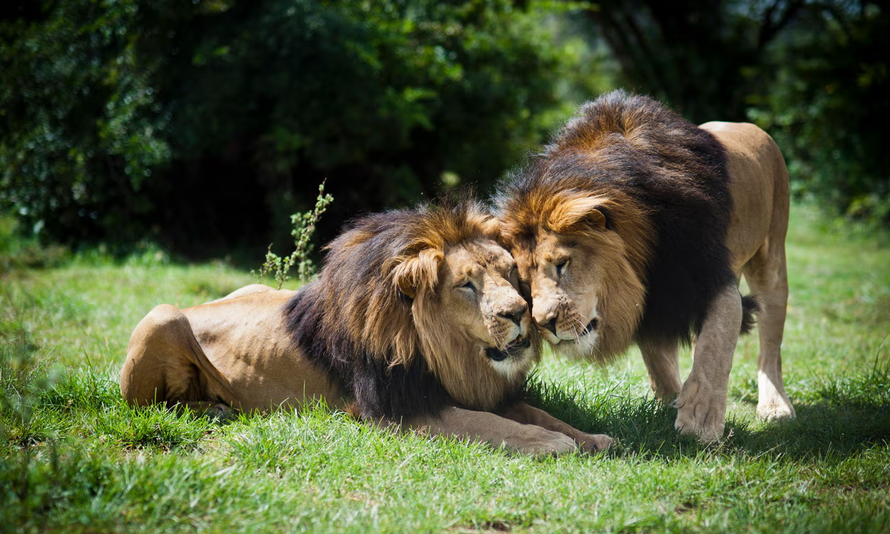 Những bầy sư tử hoang dã cuối cùng của Ethiopia
