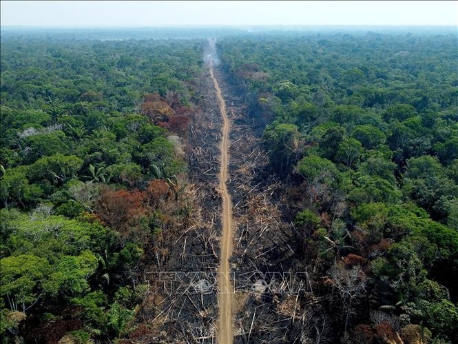 Lượng khí thải carbon từ rừng Amazon tăng vọt trong năm 2019 và 2020