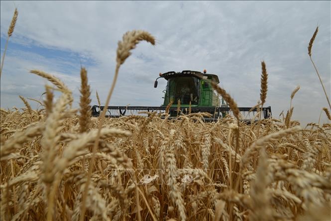 Nga dự báo vụ thu hoạch ngũ cốc năm 2023 ở mức lớn thứ hai trong lịch sử
