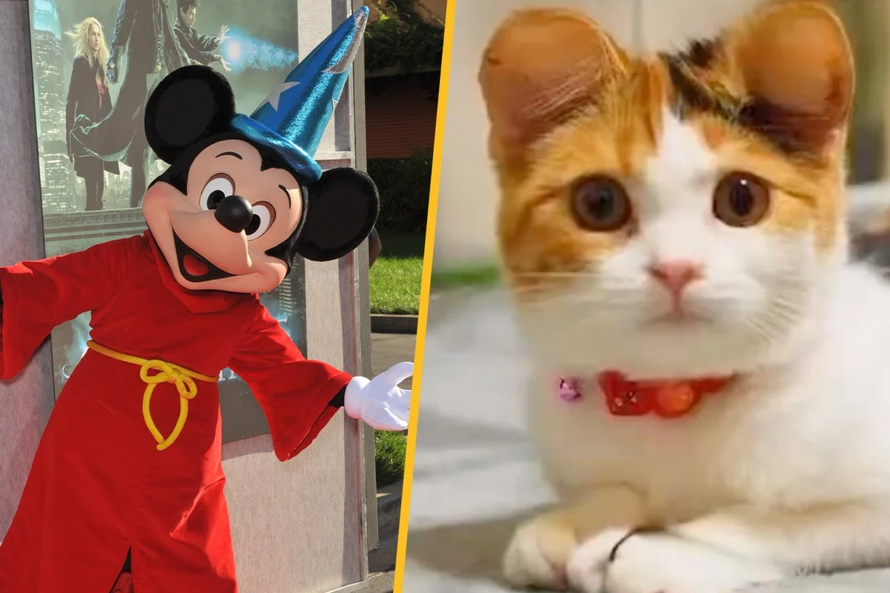 Trào lưu tạo hình tai chuột Mickey cho thú cưng Trung Quốc