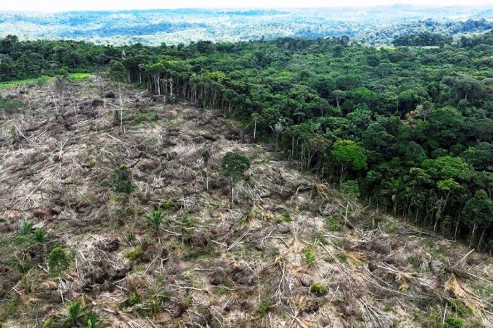 Nạn phá rừng Amazon tại Brazil giảm một nửa trong năm 2023