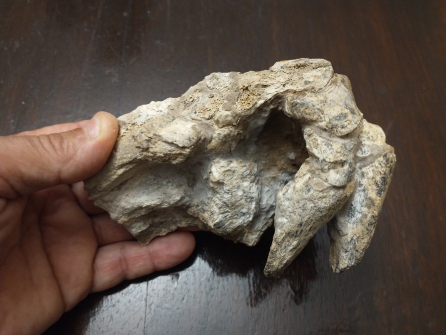 Phát hiện hóa thạch tê tê khủng long sống cách đây 500.000 năm ở Argentina