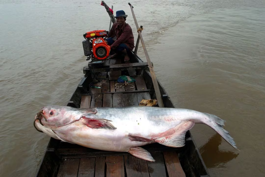 1/5 loài cá trên sông Mê Kông có nguy cơ tuyệt chủng