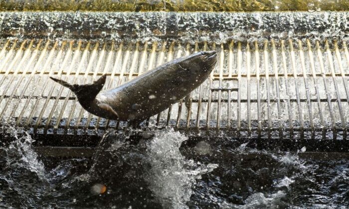 Mỹ: Bang California tiếp tục áp đặt lệnh cấm đánh bắt cá hồi