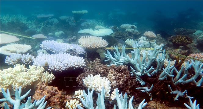 Brazil đối diện đợt tẩy trắng san hô nghiêm trọng chưa từng có