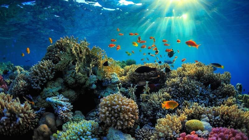Dự án "cấy" san hô tại Vườn quốc gia Côn Đảo đã thành công?