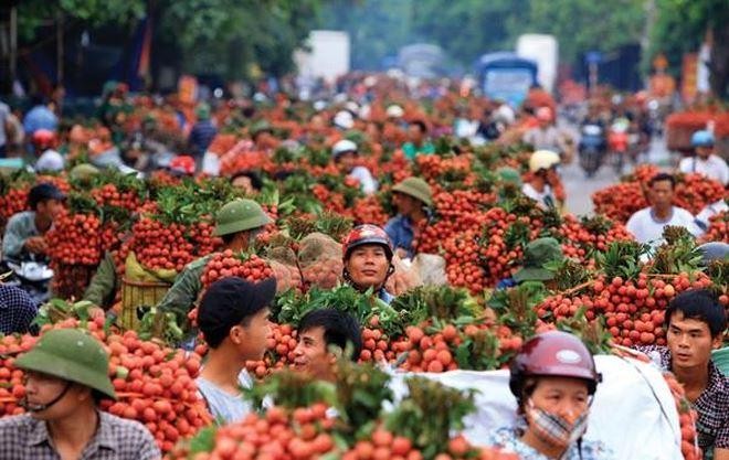 Bắc Giang vừa căng mình chống dịch vừa tìm đường ra cho vạn tấn vải thiều sắp thu hoạch