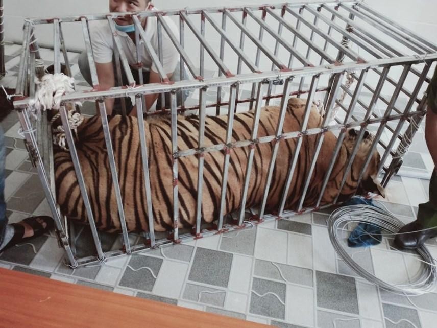 Các cá thể hổ được giải cứu tại Nghệ An