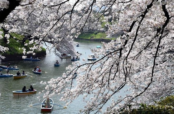 Khách du lịch ngắm hoa anh đào nở rộ tại Tokyo. (Nguồn: THX/TTXVN)