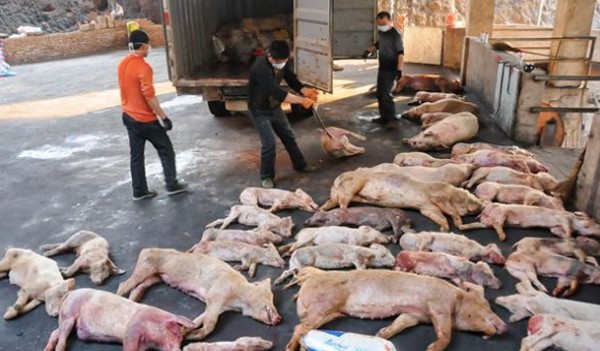 Bệnh dịch tả lợn châu Phi xuất hiện ở 2 tỉnh thành Việt Nam.